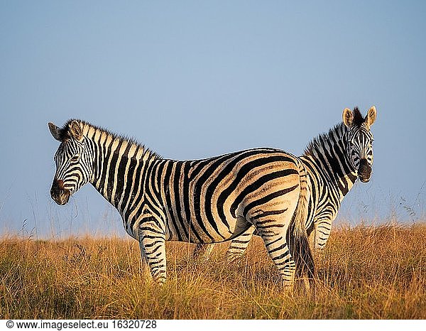 Steppenzebra oder Gewöhnliches Zebra (Equus quagga  früher Equus burchellii). Ostkap. Süd Afrika.