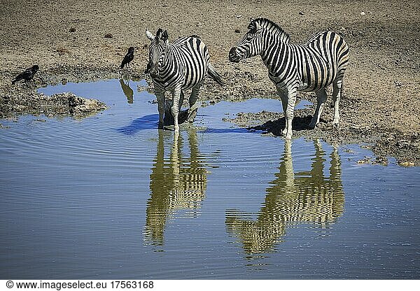 Steppenzebras (Equus burchelli) trinken an einem Wasserloch  Etosha-Nationalpark  Namibia  Afrika