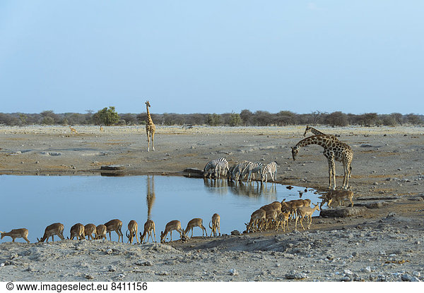 Steppenzebras (Equus quagga burchellii)  Giraffen (Giraffa camelopardis) und Impalas (Aepyceros melampus) beim Trinken  Wasserstelle Chudop  Etosha-Nationalpark  Namibia
