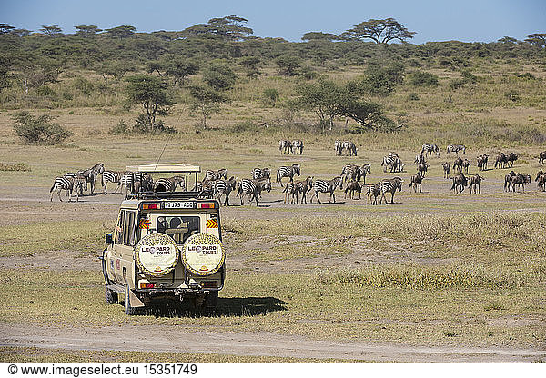 Steppenzebras (Equus quagga)  Ndutu  Serengeti  UNESCO-Welterbestätte  Tansania  Ostafrika  Afrika