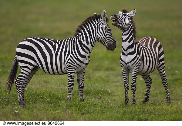 Steppenzebras  Ngorongoro-Schutzgebiet  Tansania
