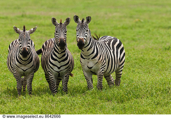 Steppenzebras  Ngorongoro-Schutzgebiet  Tansania