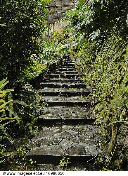 Steps at Estufa Fria Botanic Gardens