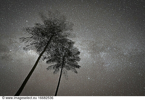 Sterne mit Palmen  Sommertraum.