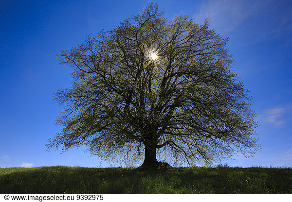 sternförmig Baum Silhouette grün Gegenlicht Sonne Schweiz Zürich