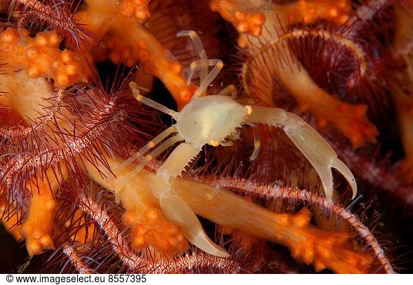 sternförmig  Krabbe  Krebs  Krebse  Entspannung  Tauchgang  hart  Indonesien  Porzellan  Sulawesi