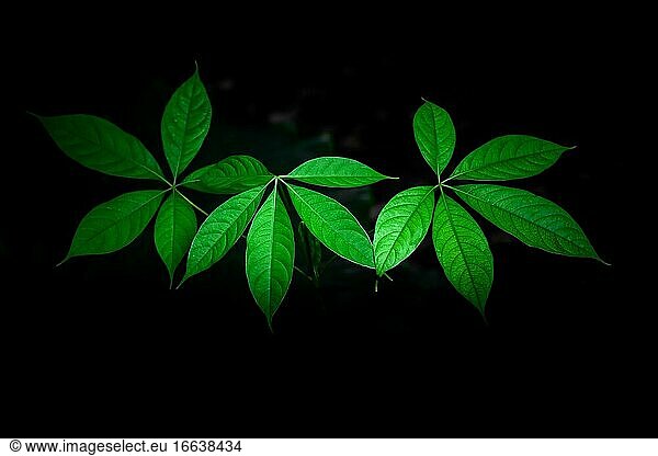 Sternförmige grünliche sichtbare Blätter auf einem schwarzen dunklen Hintergrund. Tropische Pflanze wächst in wilden isolierten schwarzen Hintergrund.
