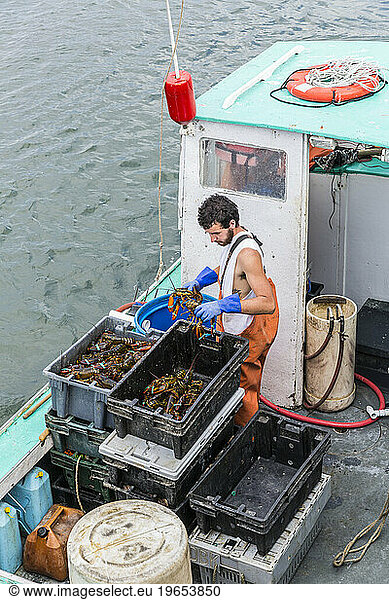 Sternman Alexander Thomas sorts lobsters aboard 'Barbara Jean' at Pine Point in Scarborough  Maine.