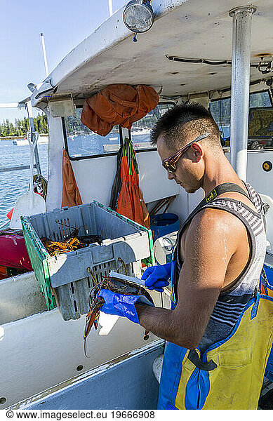 Sternman Michael Estes measures a lobster aboard the 'Pontus' at the Tenants Harbor Fisherman's Coop in Tenants Harbor  Maine.
