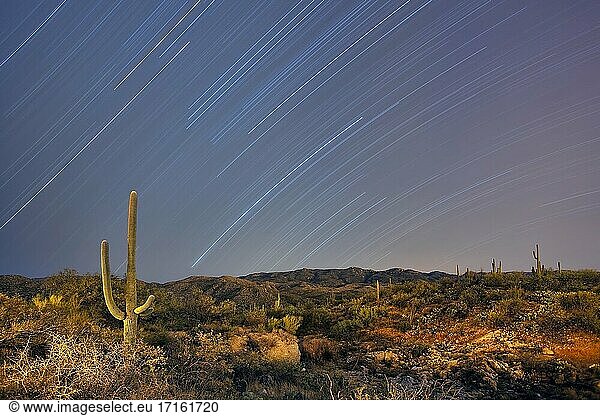 Sternspuren und Wüstenlandschaft im Saguaro National Park  Arizona.