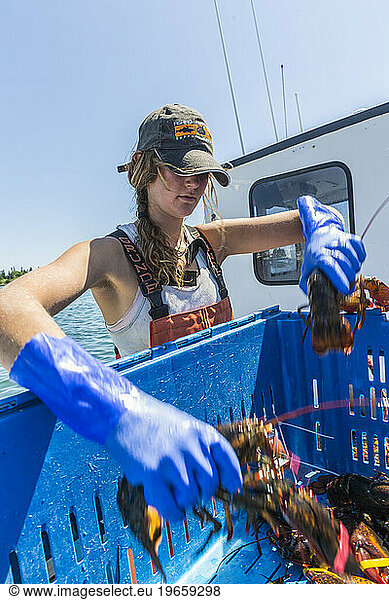 Sternwoman  Lillian Saul sorts lobsters aboard 'Evening Call' at the Vinalhaven Fishermen's Co-op in Vinalhaven  Maine.