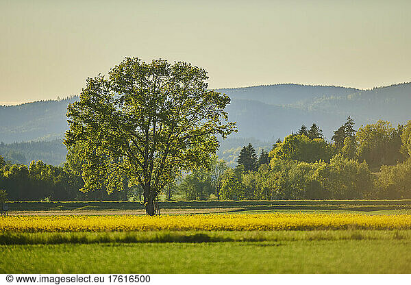 Stieleiche oder Stiel-Eiche (Quercus robur) im späten Tageslicht; Bayern  Deutschland