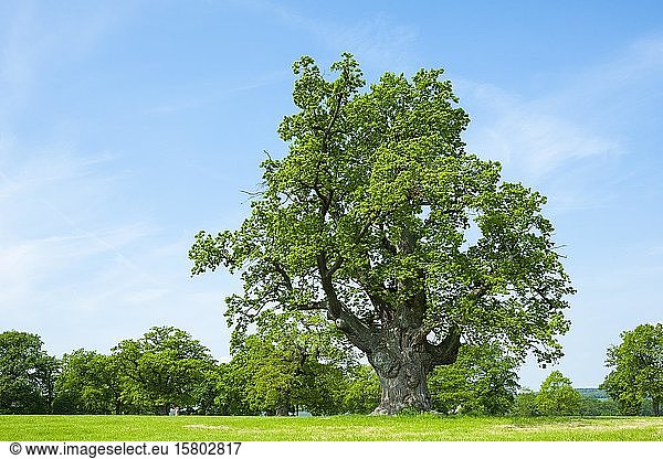 Stieleiche (Quercus robur)  alte Huteiche  stehend auf einer Wiese  Hessen  Deutschland  Europa