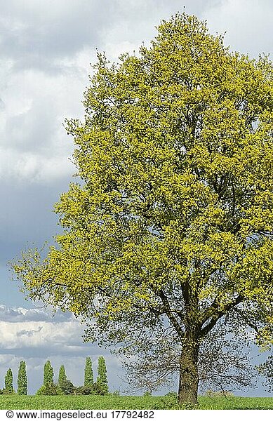 Stieleiche (Quercus robur)  auf Feld  St. Hubert  Kempen  Nordrhein-Westfalen  Deutschland  Europa