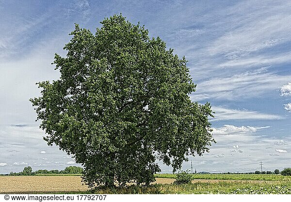 Stieleiche (Quercus robur) im Feld  St. Hubert  Kempen  Nordrhein-Westfalen  Deutschland  Europa