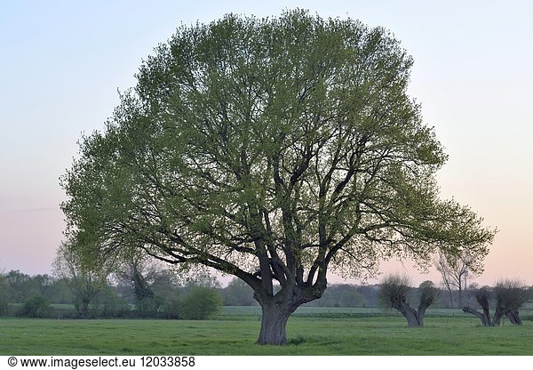 Stieleiche (Quercus robur) im Frühjahr  Alpen-Menzelen  Niederrhein  Nordrhein-Westfalen  Deutschland  Europa
