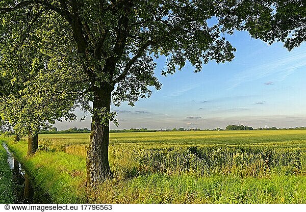 Stieleiche (Quercus robur)  Kempen  Nordrhein-Westfalen  Nordrhein-Westfalen  Deutschland  Europa