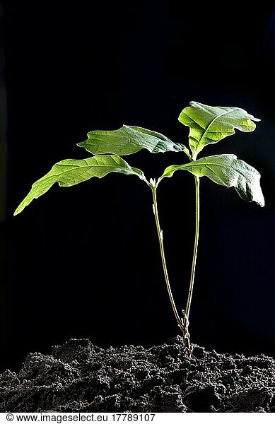 Stieleiche (Quercus robur)  Sämling  Entwickling  Wachstum