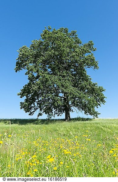 Stieleiche (Quercus robur)  Solitärbaum  steht auf einer Wiese  Thüringen  Deutschland  Europa