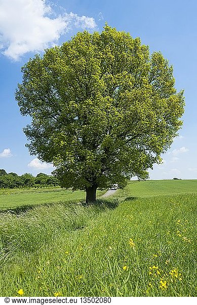 Stieleiche (Quercus robur)  Solitärbaum  Thüringen  Deutschland  Europa