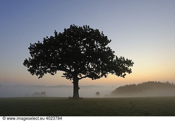 Stieleiche (Quercus robur) vor Sonnenaufgang