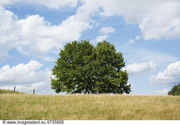 Stieleichen (Quercus robur) im Spätsommer  Niedersachsen  Deutschland  Europa