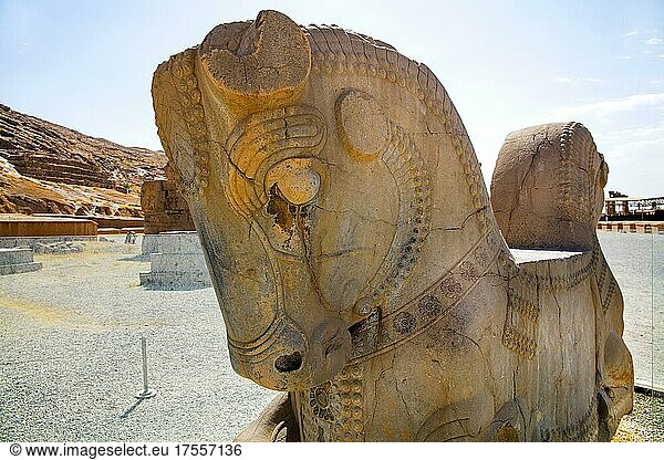 Stierkapitell  Persepolis  Persepolis  Iran