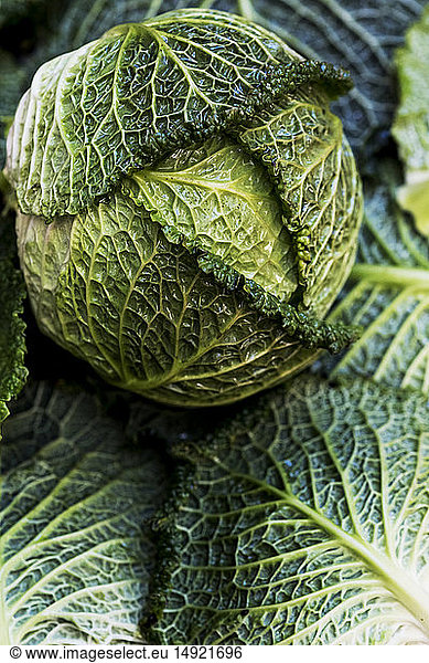Still life  a fresh round green savoy cabbage