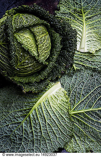 Still life  a fresh round green savoy cabbage