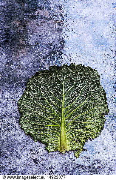 Still life  a single cabbage leaf with patterned stem and crinkled green edges on a textured background