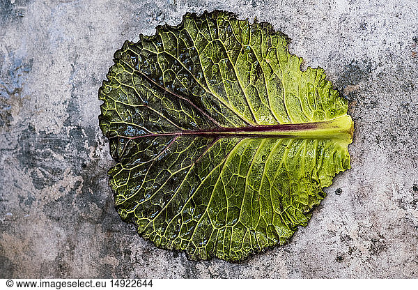 Still life  a single fresh cabbage leaf with red and green colour on a grey background.
