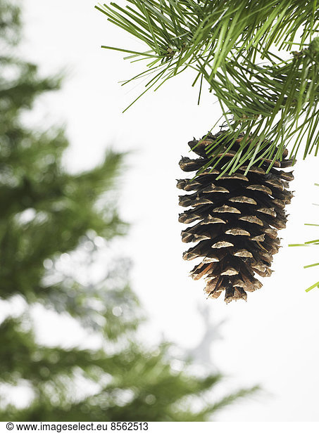 Still life. Green leaf foliage and decorations. A pine tree branch with green needles. Christmas decorations. A pine cone hanging from a tree.