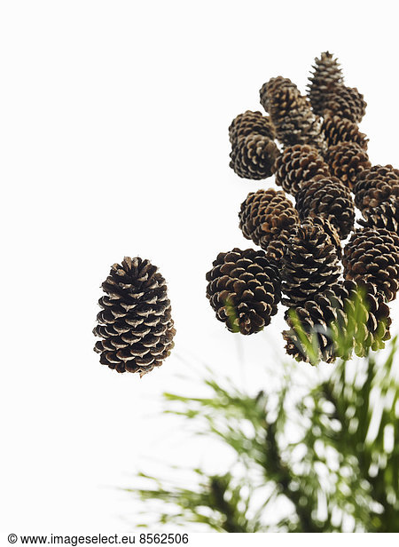 Still life. Green leaf foliage and decorations. A pine tree with green needles. A group of brown pine cones.