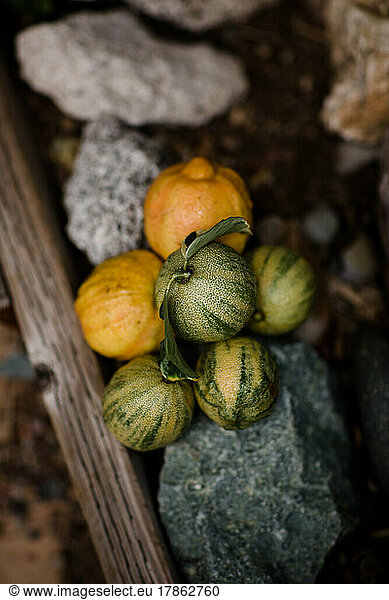 Still Life of Citrus Fruit on Rocks in San Diego