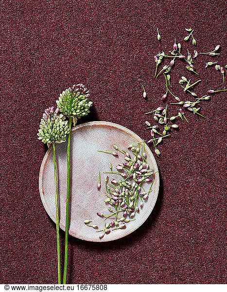 Still life of flower  petals  plate on textured surface
