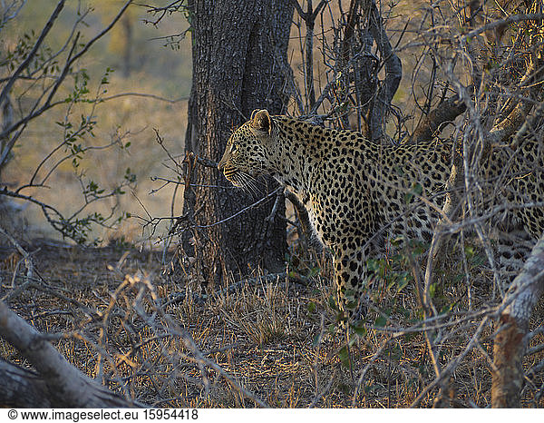 Stillstehender Leopard im Busch  Krüger-Nationalpark  Südafrika