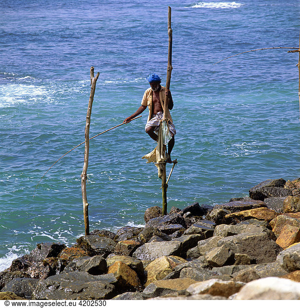 Stilt-fishers at the beach of Talpe  Sri Lanka  Asia