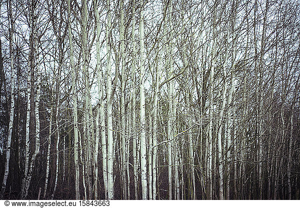 stimmungsvoll-emotionaler birkenwald bei Dämmerung in Tschechien im Winter