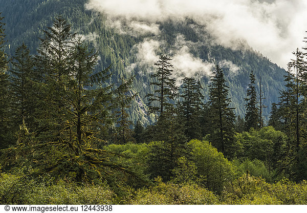 Stimmungsvolle Landschaft mit niedrigen Wolken über dem Great Bear Rainforest  Hartley Bay  British Columbia  Kanada