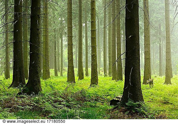 Stimmungsvoller Fichtenwald am frühen Morgen  Moos und Farn bedecken den Boden  Höhenzug Deister  Niedersächsisches Bergland  Barsinghausen  Niedersachsen  Deutschland  Europa