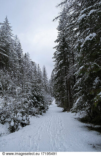 Stimmungsvoller verschneiter Kiefernwald im Winter  Schneefall.