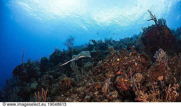 Sting ray swimming amongst the coral reef in Utila  Honduras