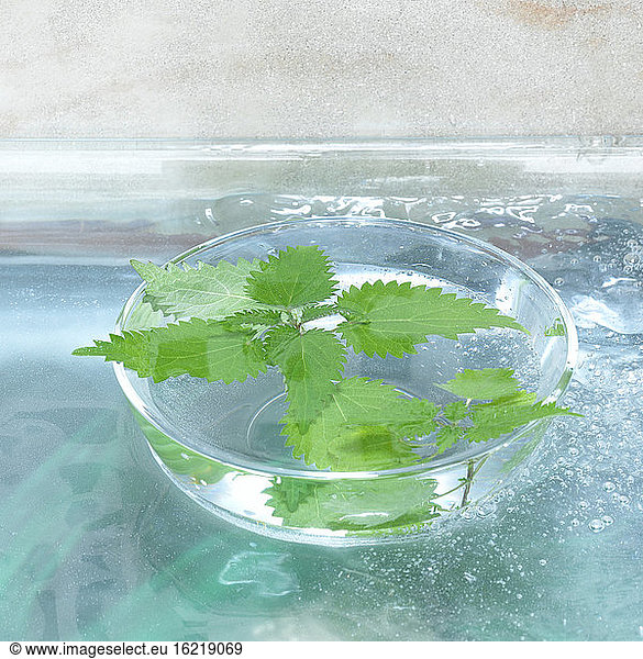 Stinging nettle in glass bowl (Urtica)  close-up