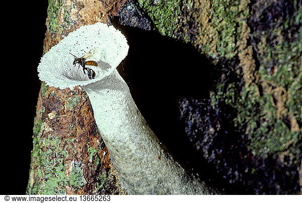 Stingless bee (Trigona sp.) Stingless bee (Trigona sp.), leaving its ...