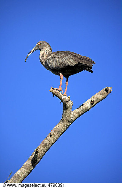 Stirnbandibis (Theristicus caerulescens)  Altvogel auf Ast  Pantanal  Mato Grosso  Brasilien  Südamerika
