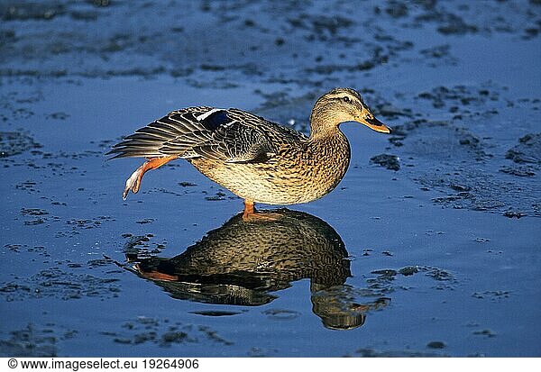 Stockente (Anas platyrhynchos)  Weibchen auf einer Eisfläche mit Spiegelung (Maerzente)  Mallard female on a frozen surface with reflection (Wild Duck)