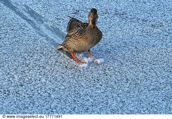 Stockente  Weibchen landet auf Eis