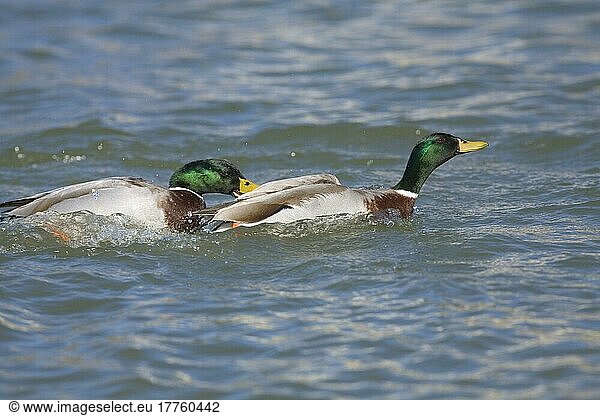 Stockenten (Anas platyrhynchos) erwachsene Männchen  kämpfen auf dem Wasser  North Dakota (U.) S. A