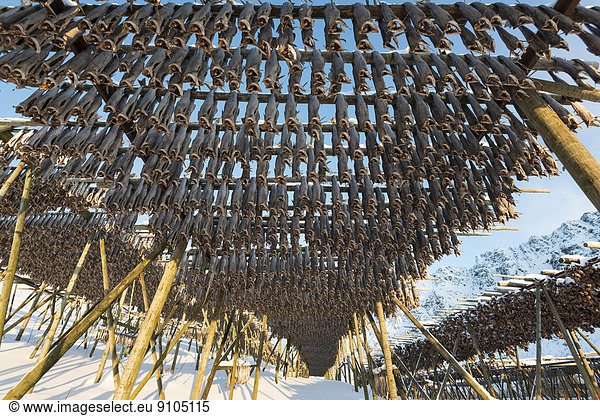 Stockfisch hängt zum Trocknen auf Holzgestell  Lofoten  Norwegen