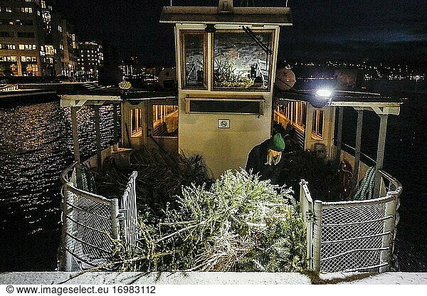 Stockholm  Schweden Beamte der Stadt laden Weihnachtsbäume auf ein Boot  um sie in die Wasserläufe zu werfen  damit sie als Brutstätte für Fische dienen.